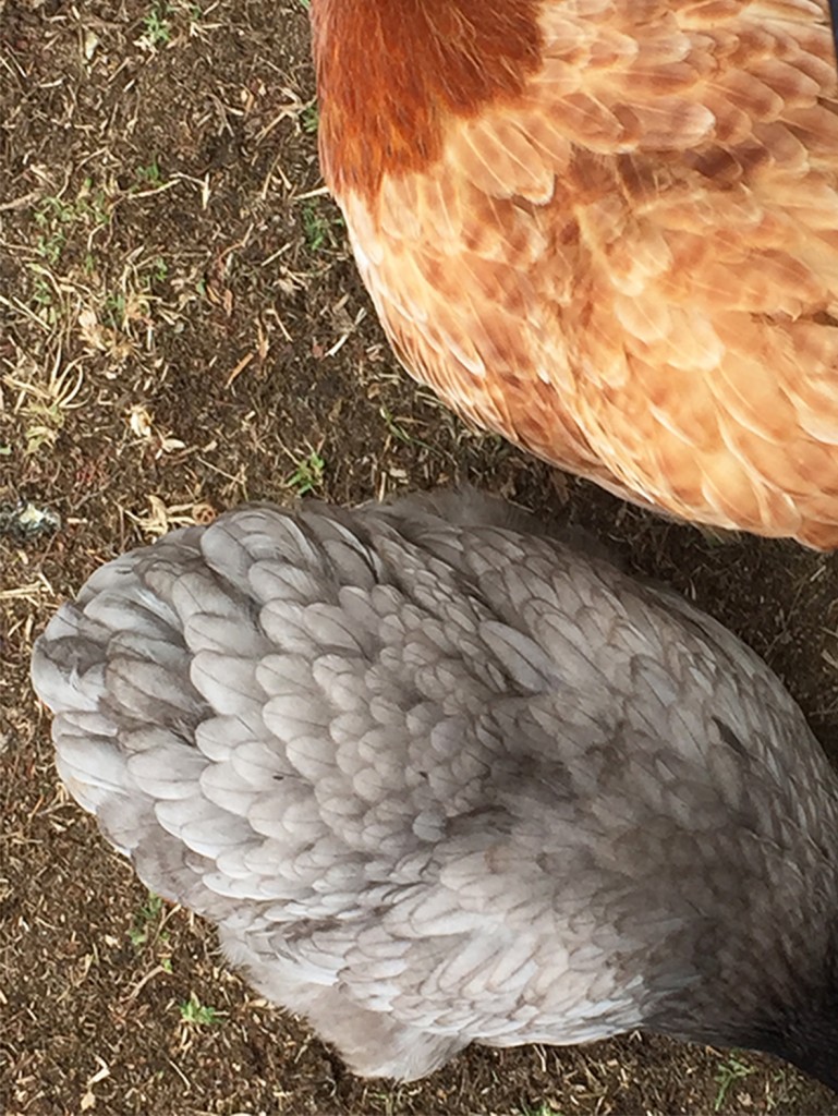 petting chooks