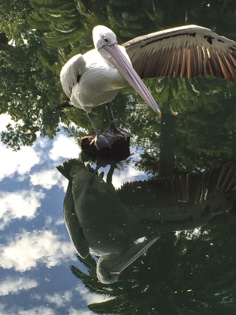 pelican mirroring