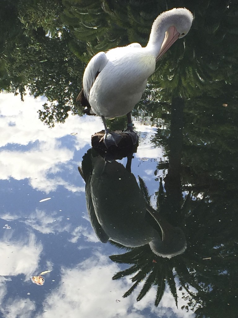 pelican palm-crown