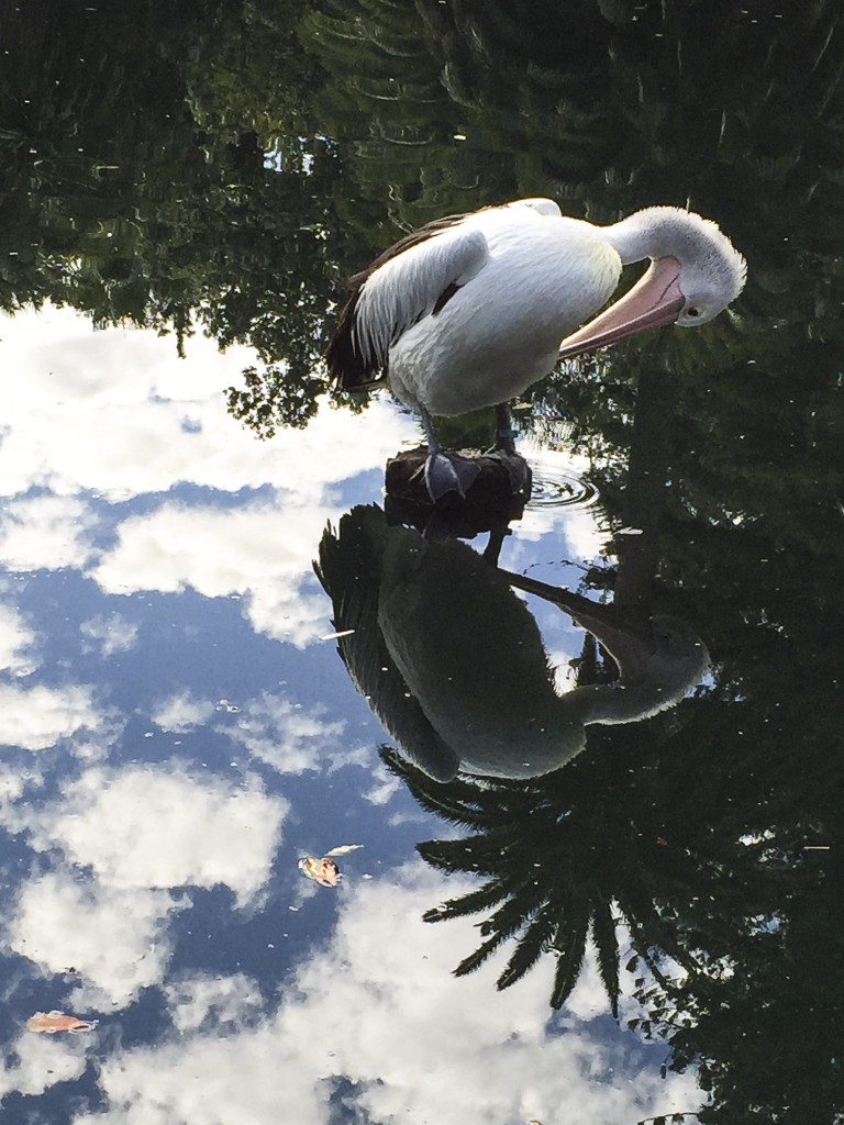 pelican adoring self