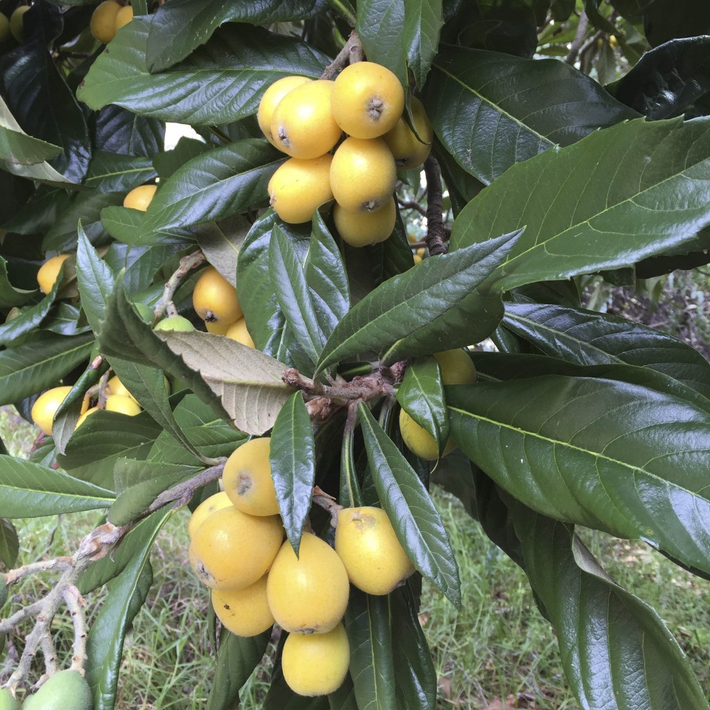 loquats almost ready