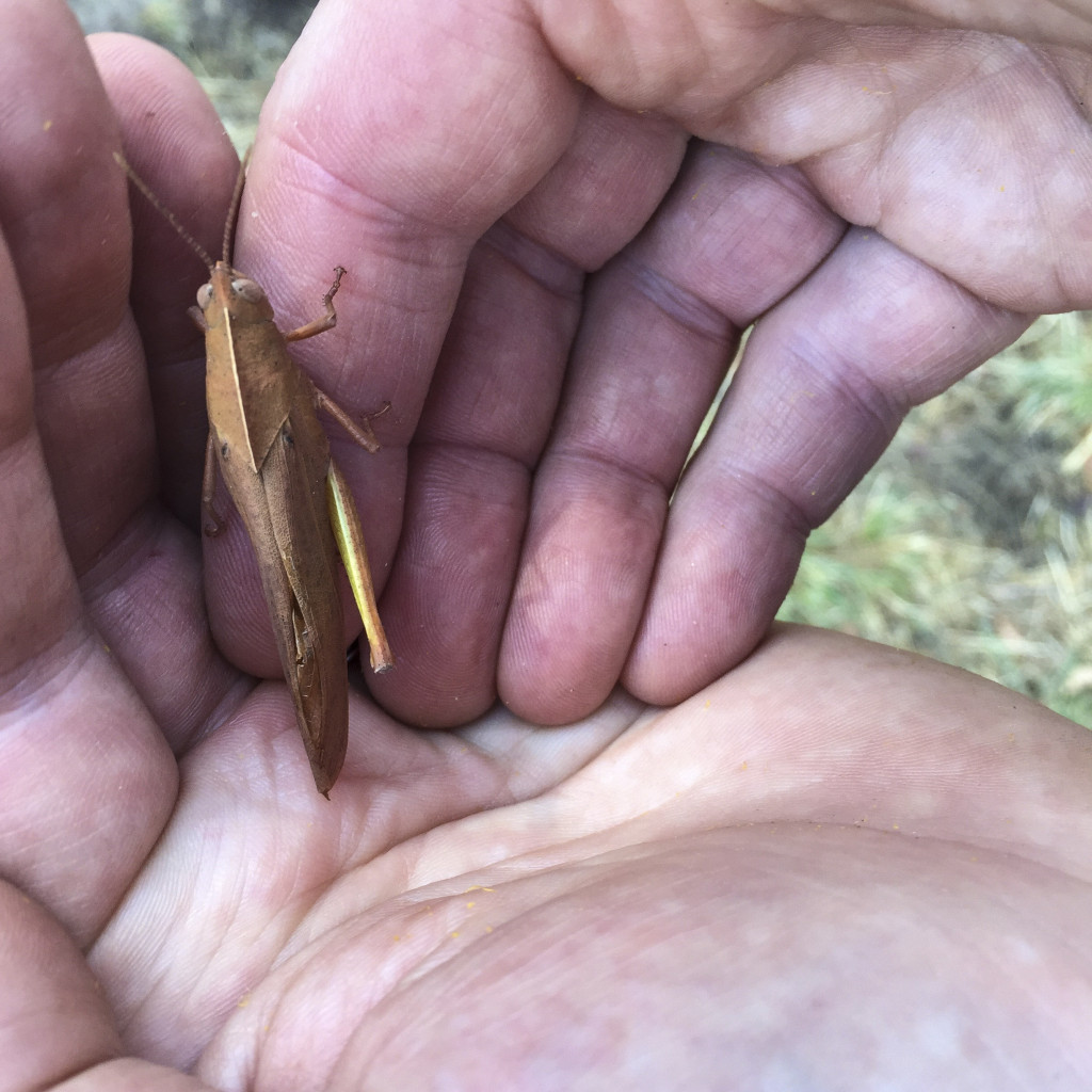 leaf insect