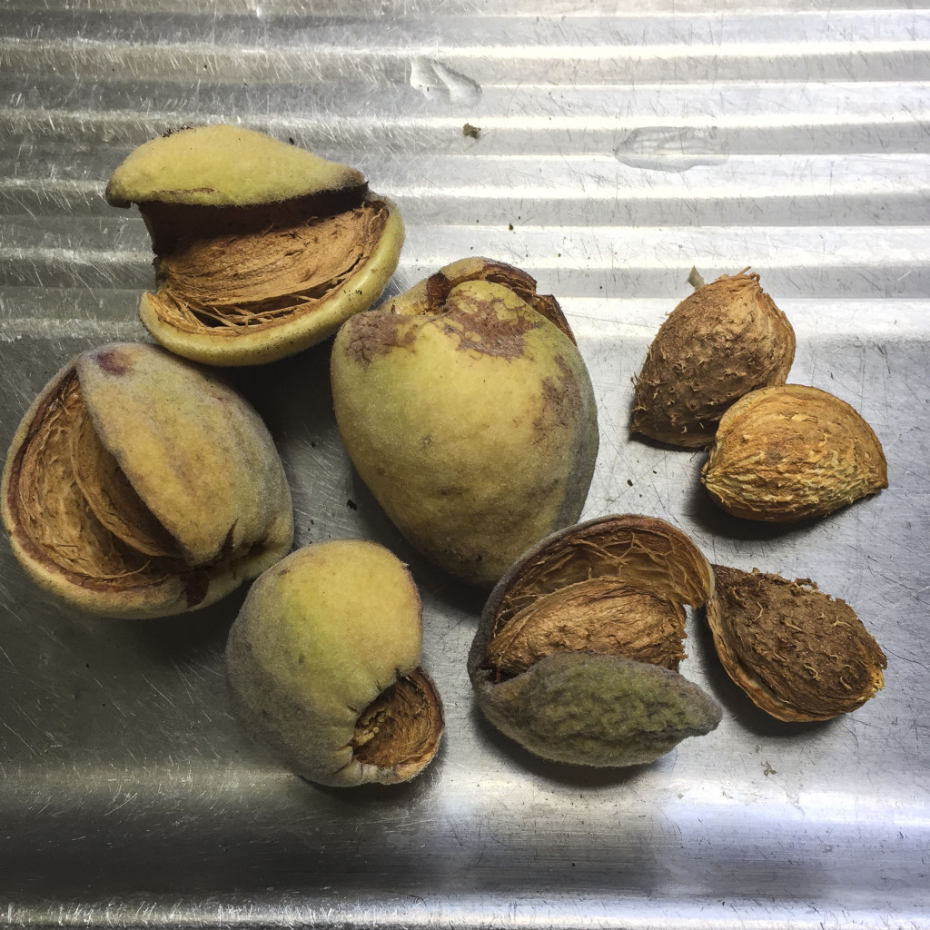 first almond crop