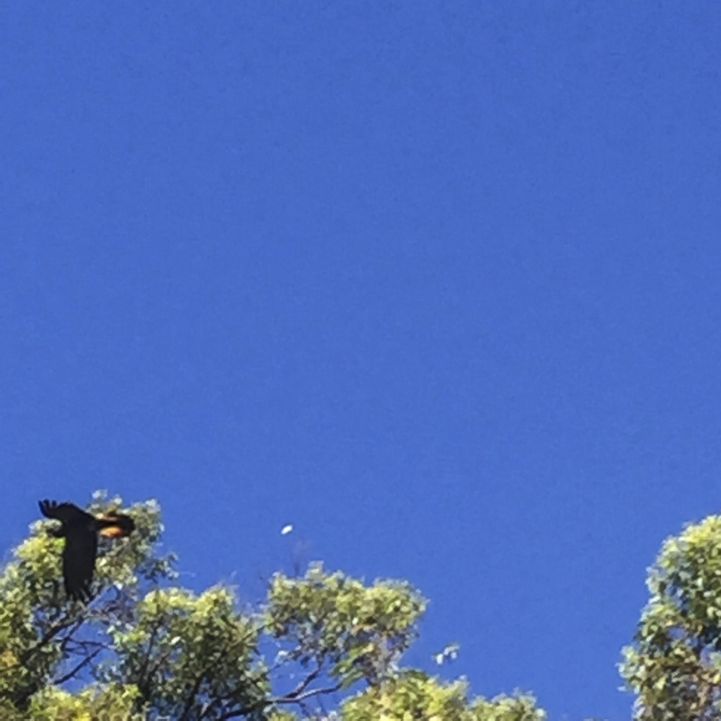 red-tailed black cocky - bottom left exiting at speed