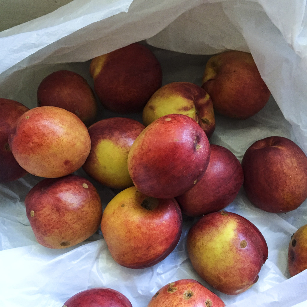 part of our unexpected nectarine crop