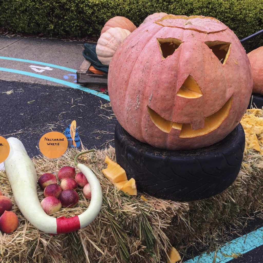 dwellingup pumpkin festival