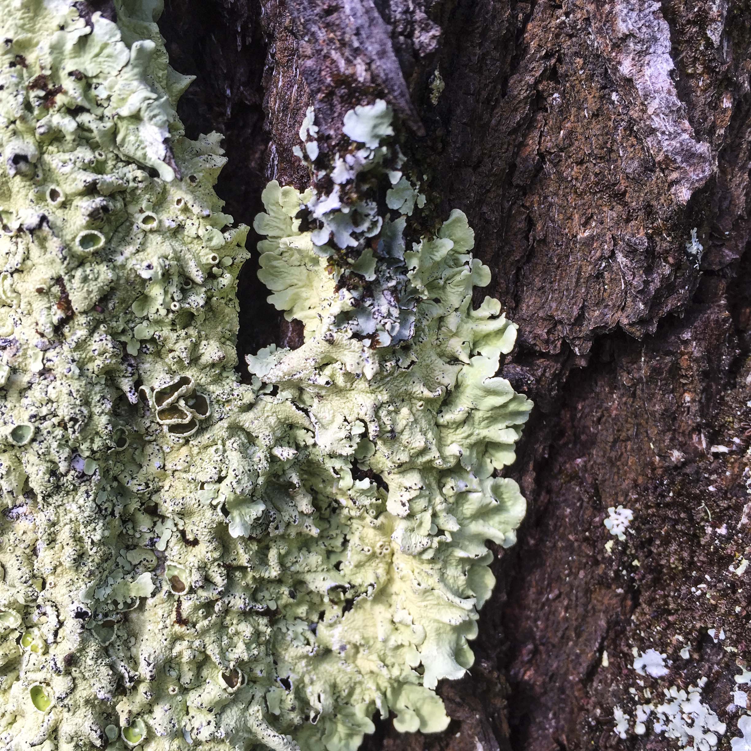 liking lichen